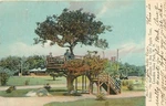 1906 Canobie Lake New Hampshire Shade Of The Old Apple Tree Postcard 25-4639. Fixed Price $12.99.