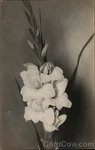 Flowers White Lilies-black Photo Original Vintage Real Postcard Rppc. Fixed Price $8.79.