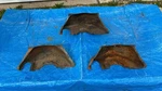 3 Chevrolet Powerglide Automatic Transmission Flexplate Inspection Dust Covers. Fixed Price $99.95.